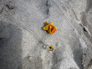 Natural Dried Yellow Flower Necklace - .925 Silver